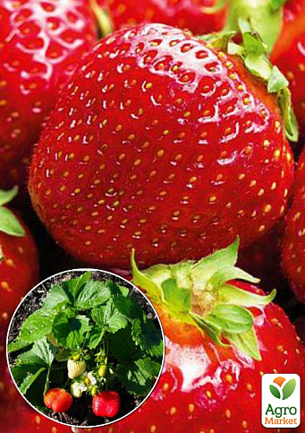 Эксклюзив! Клубника тёмно-красная "Мисс Вселенная" (Miss Universe) (премиальный, один из самых крупноплодных сортов)