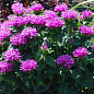 Бергамот (Монарда)  "Petite Delight"