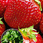 Эксклюзив! Клубника тёмно-красная "Мисс Вселенная" (Miss Universe) (премиальный, один из самых крупноплодных сортов)