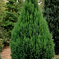 Хвоя Новорічна "Christmas Cypress" (Різдвяний кипарис) (висота 30см) цена