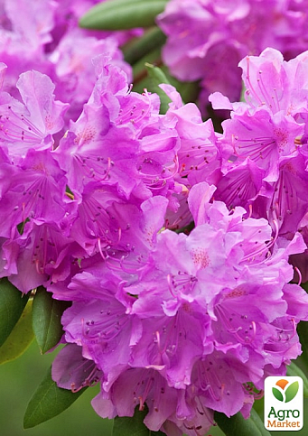 Рододендрон кімнатний "Flamenco" - фото 7