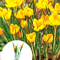 Крокус крупноцветковый "Golden Yellow" укорененный