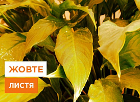 Чому жовтіє листя у спатифіллуму? Причини та рішення - корисні статті про садівництво від Agro-Market