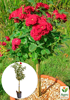 LMTD Роза на штамбе 5-и летняя "Royal Red" (укорененный саженец в горшке, высота130-150см)2