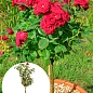 LMTD Троянда на штамбі 5-річна "Royal Red" (укорінений саджанець у горщику, висота 130-150см)