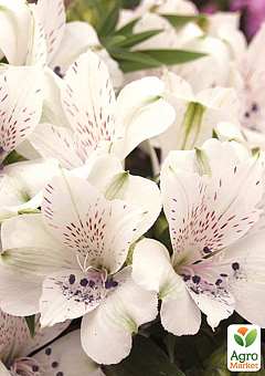 Альстромерія inticancha Patio "Magic White" (вирощено in-vitro) С1,511