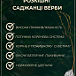 Ива плакучая вавилонская "Babylonica", Р9 купить