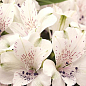 Альстромерия inticancha Patio "Magic White" (выращено in-vitro) С1,5
