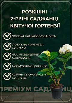 Гортензия цветущая крупнолистная "Magical Ruby Tuesday" вазон С1,56