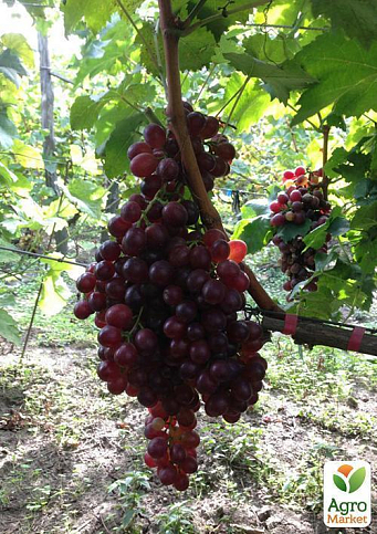 Виноград "Руби сидлис" (кишмиш) - фото 3