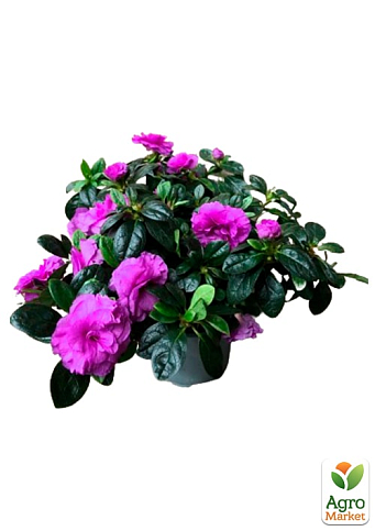 Рододендрон кімнатний "Flamenco" - фото 6