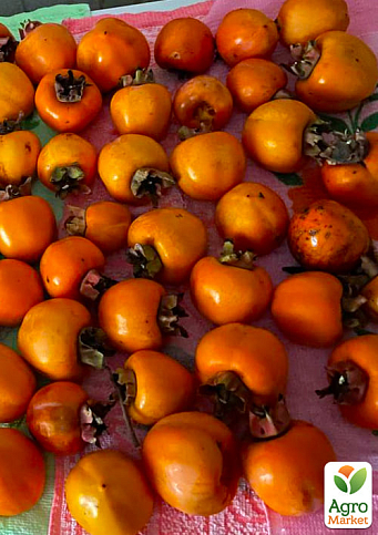 Хурма на віргінській морозостійкій підщепі "Сосновська" вищий сорт! - фото 2