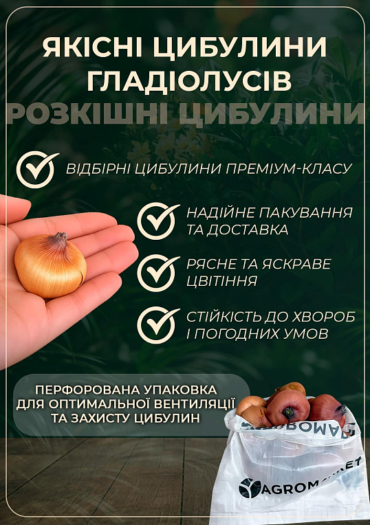 Гладиолус "Rusty Chestnut"  - фото 2