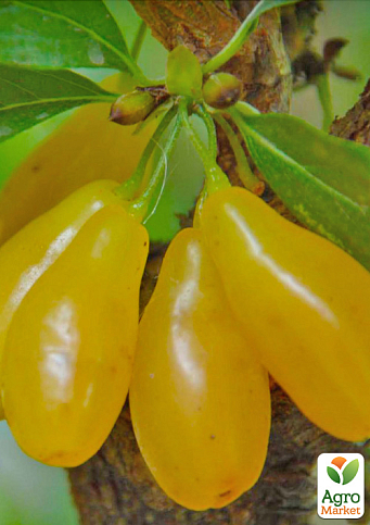 Кизил жовтий щеплений "Gold Star" саджанець 2 роки (ранній термін дозрівання, великоплідний) - фото 5