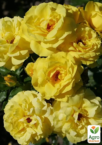 Троянда в контейнері флорибунда "Фрезія" (саджанець класу АА+) - фото 4