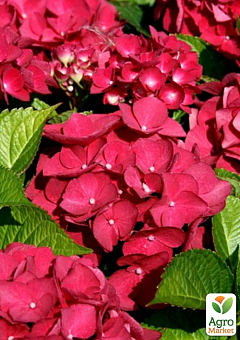 LMTD Гортензия на штамбе крупнолистная цветущая 4-х летняя "Early Rood" (50-60см)27
