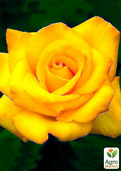 Роза чайно-гибридная "Желтый остров" (саженец класса АА+) высший сорт1