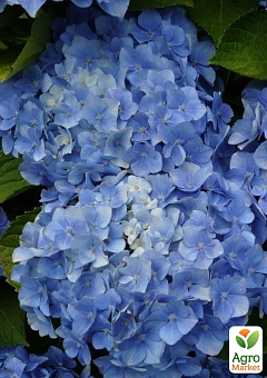LMTD Гортензия macrophylla "Bodensee" 5-и летняя (высота 55-75см)26