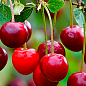 Вишня "Кришана" (летний сорт, ранний срок созревания)