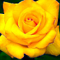 Троянда чайно-гібридна "Жовтий острів" (саджанець класу АА +) вищий сорт