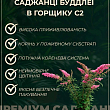 Буддлея Давида 2х річна "Flower Power" С2 цена