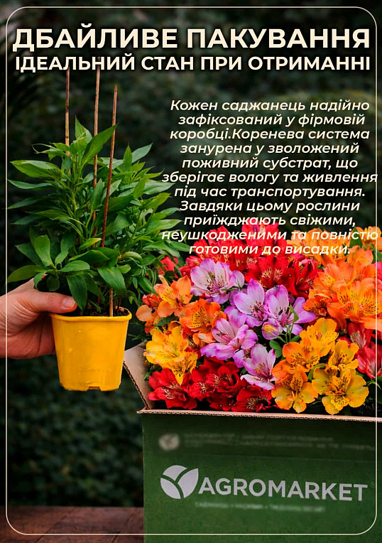 Альстромерия inticancha Patio "Doba" (выращено in-vitro) С1,5 - фото 4