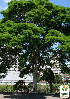 Бархат Амурский "Phellodendron Amurense"(пробковое дерево, лечебное)1