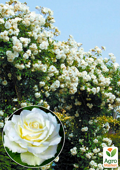 Ексклюзив! Троянда англійська плетиста біла "Танцююча хмара" (Dancing cloud) (саджанець класу АА +, преміальний сорт, підходить для живоплоту)2