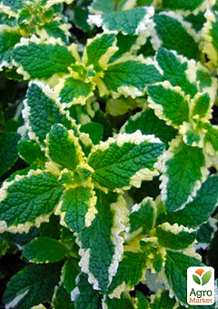 М'ята Запашна "Variegata" (контейнер Р9)30