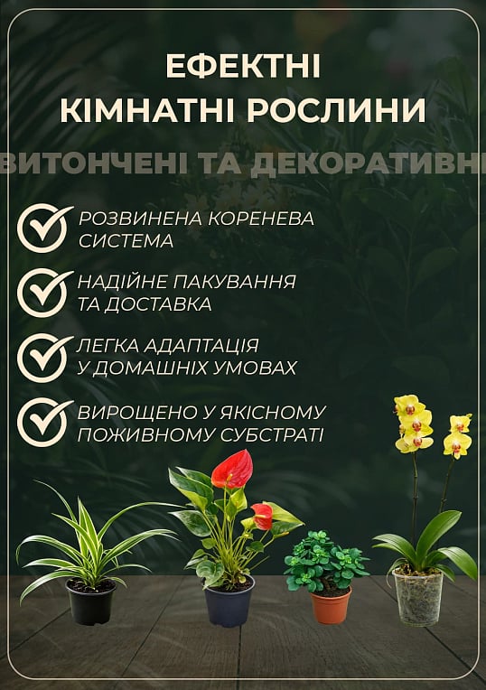 Орхідея Mix Уцінка - фото 2