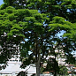 Оксамит Амурський "Phellodendron Amurense" (коркове дерево, лікувальний)