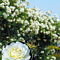 Ексклюзив! Троянда англійська плетиста біла "Танцююча хмара" (Dancing cloud) (саджанець класу АА +, преміальний сорт, підходить для живоплоту)