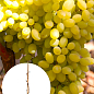 Виноград кишмиш "Гелиодор" (укорененный саженец в контейнере)