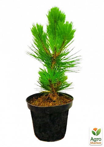 Сосна белокорая "Компакт Джем" (Pinus leucodermis "Compact Gem") С2, высота от 30-40см - фото 2