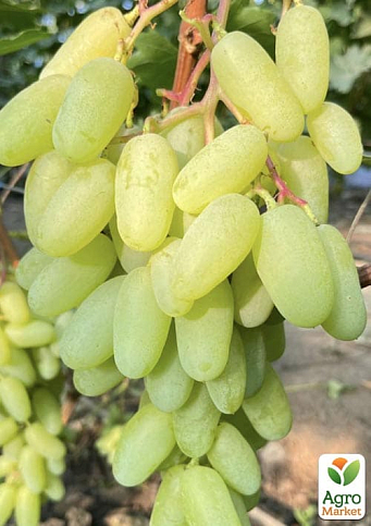 Виноград "Алінка" (надранній, двостатевий, великий виноград із солодкою, хрусткою, тонкошкірою ягодою) - фото 4