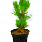Сосна белокора "Компакт Джем" (Pinus leucodermis "Compact Gem") С2, висота від 30-40см купить