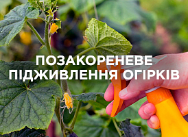 Підживлення огірків по листу: поради та схеми | Agro-market