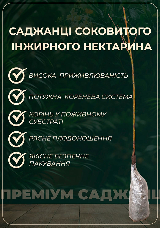 Инжирный нектарин пирамидальный "Месембрине" (Mesembrine) - фото 4