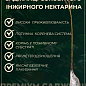Инжирный нектарин пирамидальный "Месембрине" (Mesembrine)