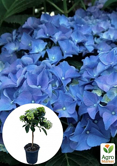 LMTD Гортензия на штамбе крупнолистная цветущая 4-х летняя "Early Blue" (50-60см)2