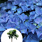 LMTD Гортензия на штамбе крупнолистная цветущая 4-х летняя "Early Blue" (50-60см)