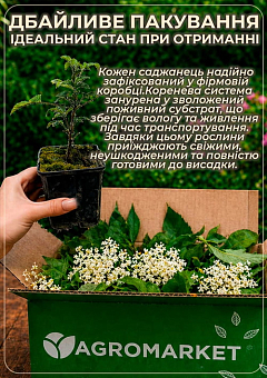 Бузина черная "Wyldewood" контейнер Р98