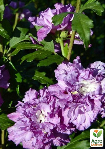 Гибискус древовидный махровый "French Cabaret Red" - фото 5