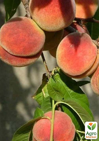 Персик "Джамінат" (літній сорт, середній термін дозрівання)