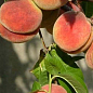 Персик "Джамінат" (літній сорт, середній термін дозрівання)
