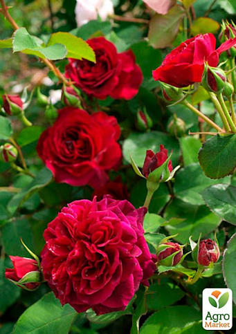 Троянда шрабова "Традескант" (саджанець класу АА+) вищий сорт - фото 2