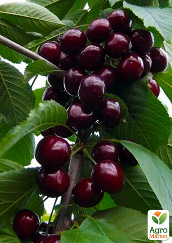 Эксклюзив! Вишня темно-бордовая "Каприз Императрицы" (Caprice of the Empress) (премиальный крупноплодный сорт, неприхотливая)