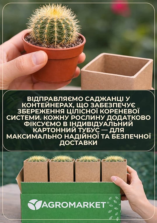 Каланхоэ Блоссфельда "Paars" (Kalanchoe Blossfeldiana) (Нидерланды) - фото 4