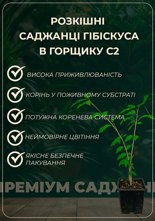 Гібіскус сирійський "Freedom" С2, висота 20-40 см