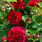 Троянда шрабова "Традескант" (саджанець класу АА+) вищий сорт купить
